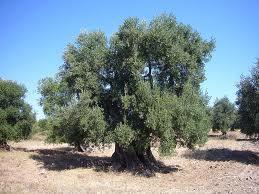 ulivo