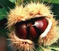 CASTAGNE