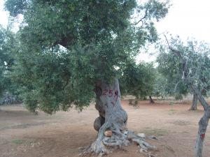 albero