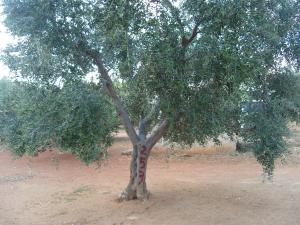 albero