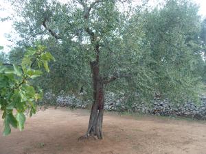 albero