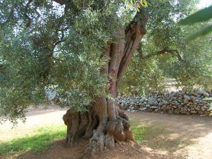 albero