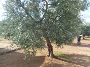 albero