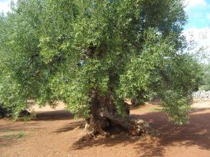 albero