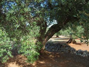 albero