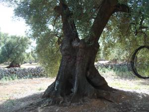 albero