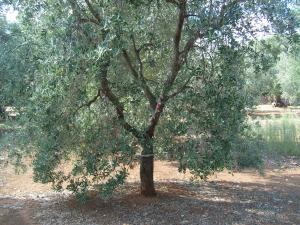 albero