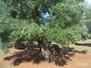 albero