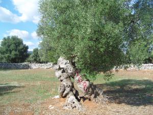 albero