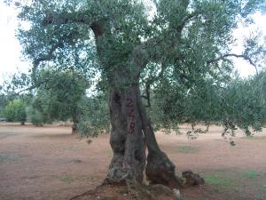 albero