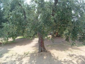 albero
