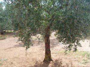 albero
