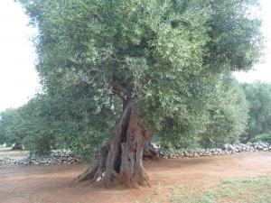 albero