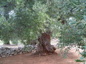 albero