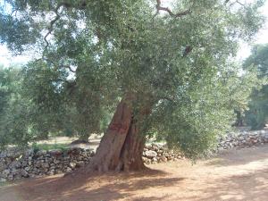 albero