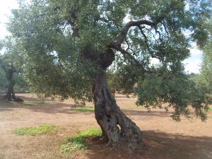 albero