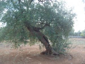 albero