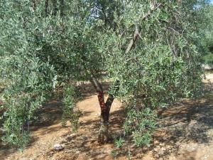 albero