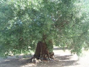 albero