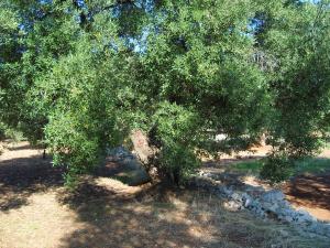 albero