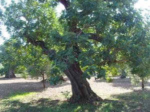 albero