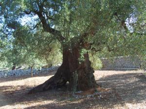 albero