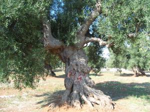 albero