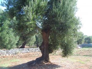 albero