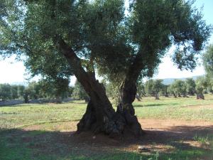 albero