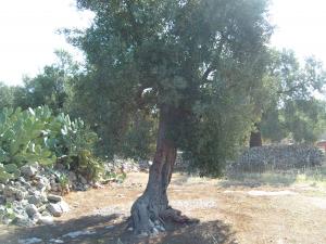 albero