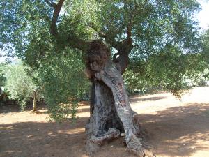albero
