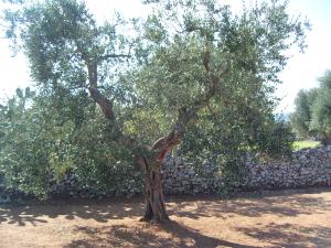 albero