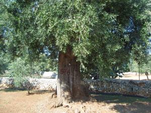 albero