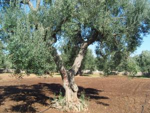 albero