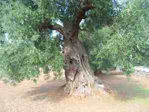 albero
