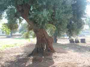 albero