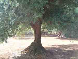 albero