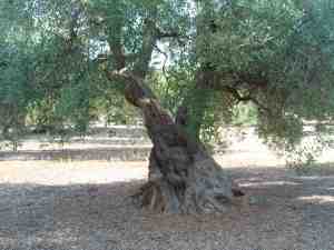 albero