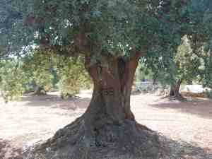 albero