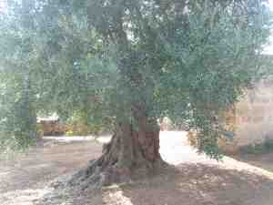 albero