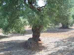 albero