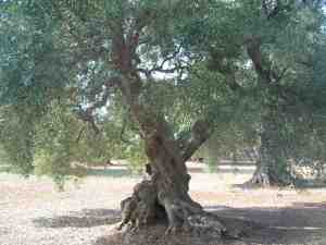 albero