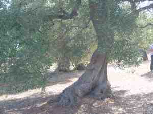 albero