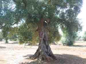 albero
