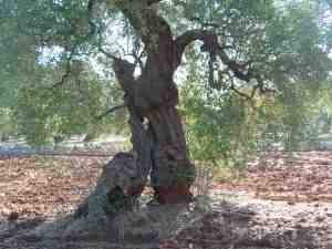 albero