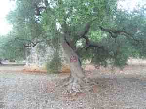 albero