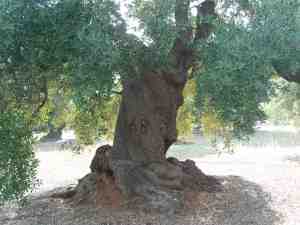 albero