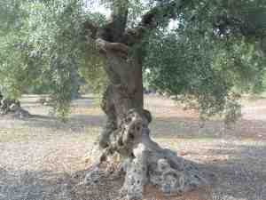 albero