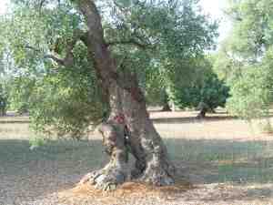 albero