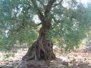 albero